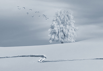 wintery image by composita through Pixabay